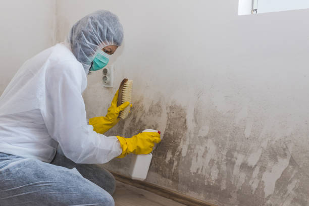 Why You Should Choose Our Mold Remediation Services in Willowbrook, CA